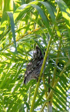 Baharda güneybatı Florida 'daki palmiye yapraklarına baykuş tüneği diksinler..