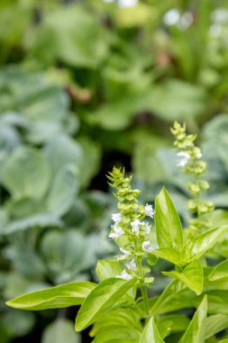 Florida 'da baharda organik bir bahçede fesleğen üzerinde beyaz çiçekler..
