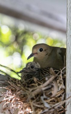 Kumru Zenaida 'nın macroura yuvası. Yuvada yetişkin bir erkek ve iki civciv var..
