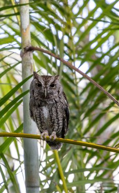 Doğu baykuşu Megasops asio güneybatı Florida 'da bir palmiye dalına tünedi..