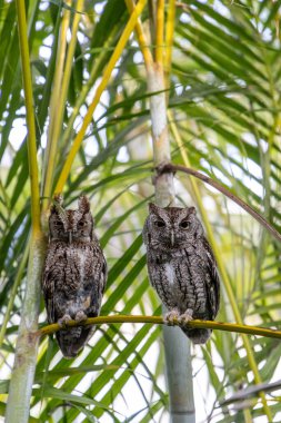 Bir çift doğu baykuşu. Güneybatı Florida 'da bir palmiye yaprağına asio tünemiş..