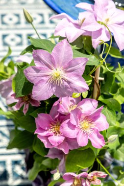 Pembe klematis kümesi Giselle çiçekleri baharda bir sarmaşıkta açar..