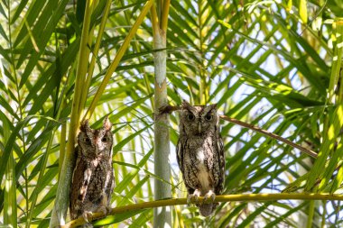 Bir çift doğu baykuşu. Güneybatı Florida 'da bir palmiye yaprağına asio tünemiş..