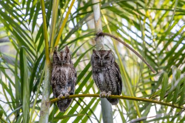 Bir çift doğu baykuşu. Güneybatı Florida 'da bir palmiye yaprağına asio tünemiş..