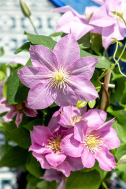 Pembe klematis kümesi Giselle çiçekleri baharda bir sarmaşıkta açar..