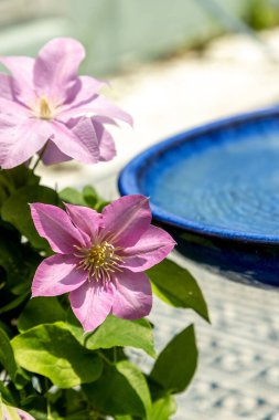 Pembe klematis kümesi Giselle çiçekleri baharda bir sarmaşıkta açar..