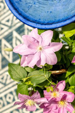 Pembe klematis kümesi Giselle çiçekleri baharda bir sarmaşıkta açar..