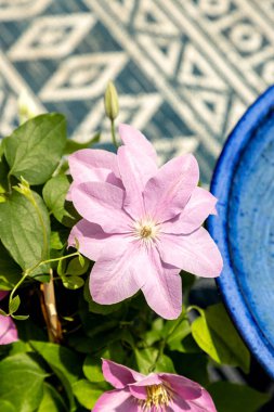 Pembe klematis kümesi Giselle çiçekleri baharda bir sarmaşıkta açar..