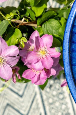 Pembe klematis kümesi Giselle çiçekleri baharda bir sarmaşıkta açar..