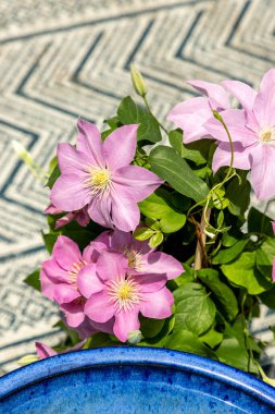 Pembe klematis kümesi Giselle çiçekleri baharda bir sarmaşıkta açar..