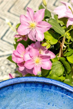 Pembe klematis kümesi Giselle çiçekleri baharda bir sarmaşıkta açar..