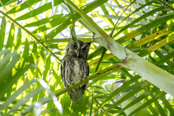 Doğu baykuşu Megasops asio güneybatı Florida 'da bir palmiye dalına tünedi..