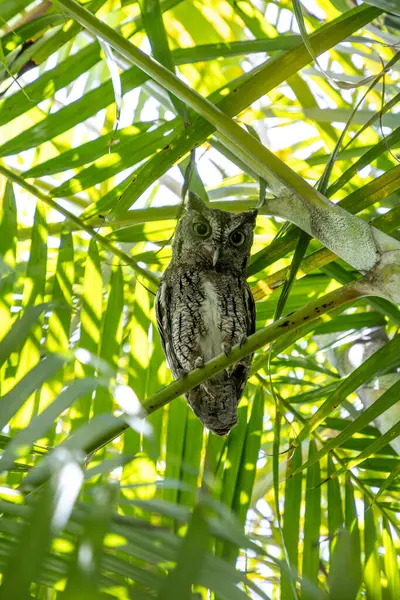 Doğu baykuşu Megasops asio güneybatı Florida 'da bir palmiye dalına tünedi..