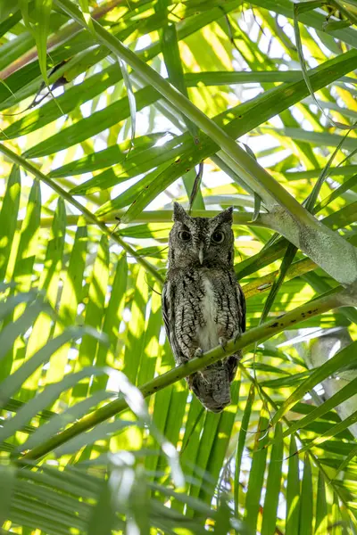 Doğu baykuşu Megasops asio güneybatı Florida 'da bir palmiye dalına tünedi..