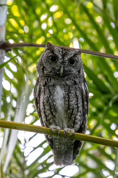 Doğu baykuşu Megasops asio güneybatı Florida 'da bir palmiye dalına tünedi..