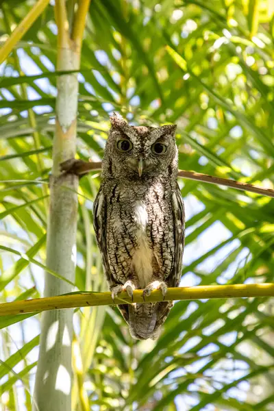Doğu baykuşu Megasops asio güneybatı Florida 'da bir palmiye dalına tünedi..