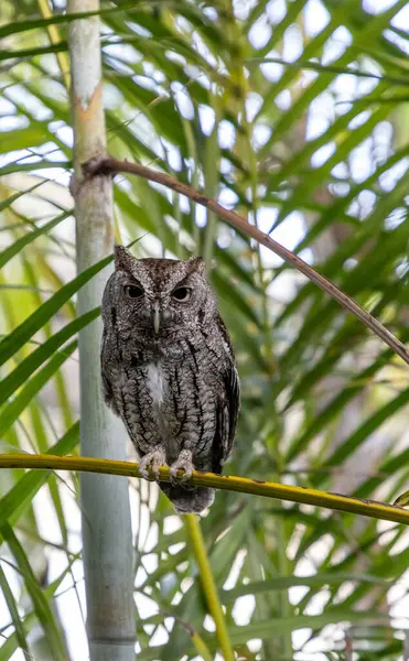 Doğu baykuşu Megasops asio güneybatı Florida 'da bir palmiye dalına tünedi..