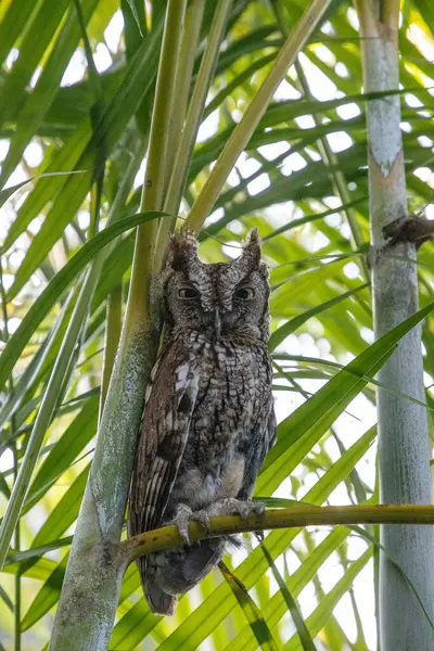 Erkek doğu baykuşu Megasops asio güneybatı Florida 'da bir palmiye yaprağına tünedi..