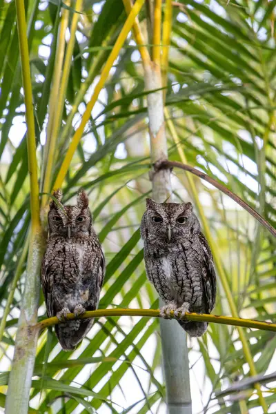 Bir çift doğu baykuşu. Güneybatı Florida 'da bir palmiye yaprağına asio tünemiş..