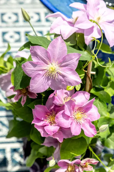 Pembe klematis kümesi Giselle çiçekleri baharda bir sarmaşıkta açar..