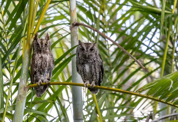 Bir çift doğu baykuşu. Güneybatı Florida 'da bir palmiye yaprağına asio tünemiş..