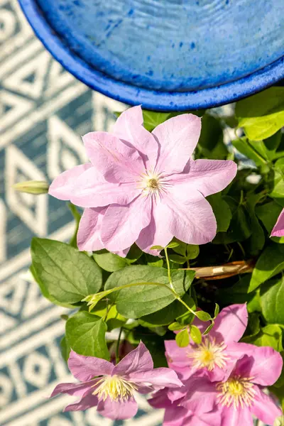 Pembe klematis kümesi Giselle çiçekleri baharda bir sarmaşıkta açar..