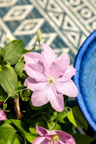 Pembe klematis kümesi Giselle çiçekleri baharda bir sarmaşıkta açar..