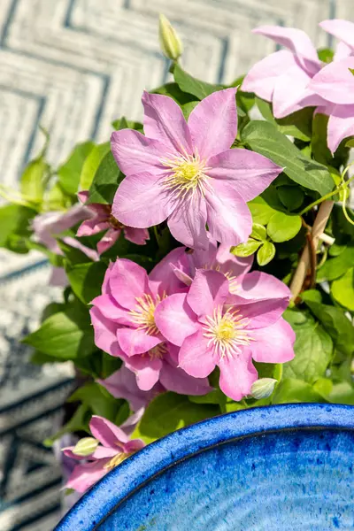 Pembe klematis kümesi Giselle çiçekleri baharda bir sarmaşıkta açar..