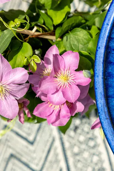 Pembe klematis kümesi Giselle çiçekleri baharda bir sarmaşıkta açar..