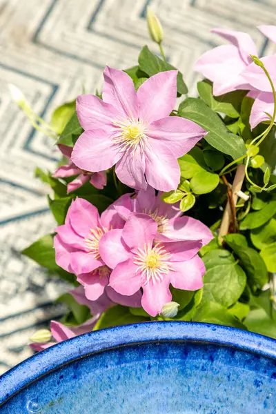 Pembe klematis kümesi Giselle çiçekleri baharda bir sarmaşıkta açar..