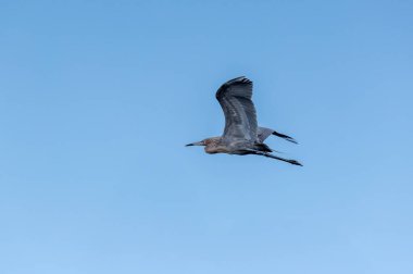 Egret Rufescens adındaki kızıl balıkçıl Güney Florida 'da bir bataklığın üzerinden uçar..