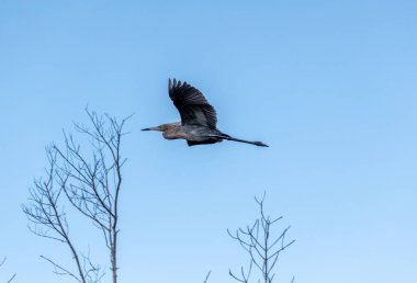 Egret Rufescens adındaki kızıl balıkçıl Güney Florida 'da bir bataklığın üzerinden uçar..