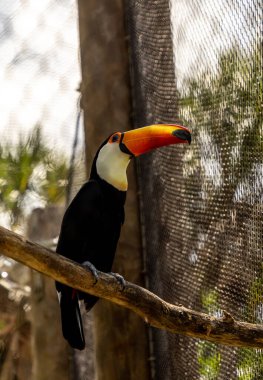 Toco Toucan kuşu Ramphastos çitin arkasındaki bir dala tünedi..