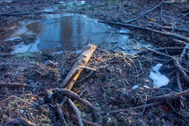 Ormanda donmuş su birikintisi