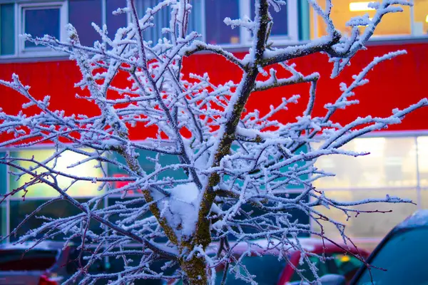 Kışın parktaki bir ağacın dalları..