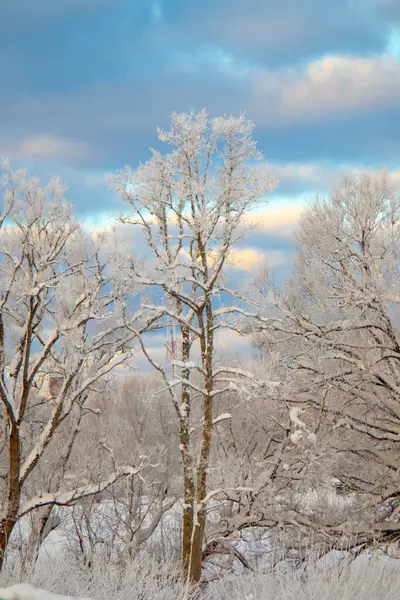 Karla kaplı ağaçlarla kaplı kış manzarası