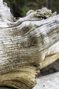 Eski bir kütüğün güzel bir görüntüsü