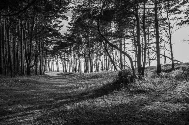 Ormanın güzel manzarası