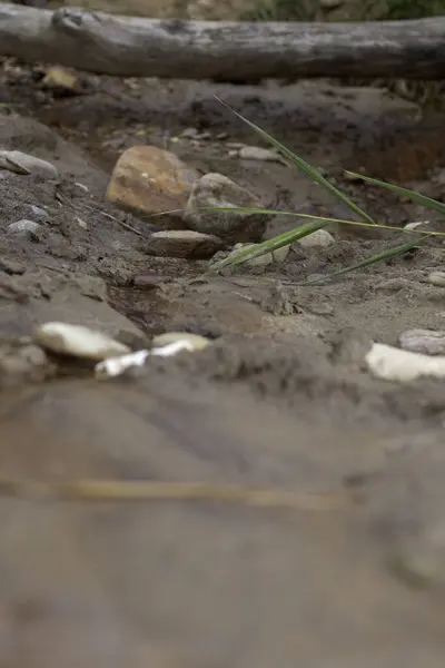 Yazın, Avrupa 'nın kırsal kesimlerinde, ormandaki bir nehre yakın. 