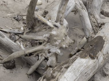 Kumsaldaki eski tahta kütük.