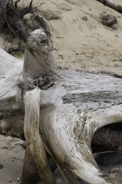 Boş bir kumsalın kumsalında eski bir ahşap kütüğün yakın çekimi.
