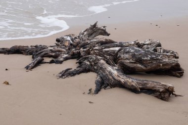 Kumda ölü bir ağaç