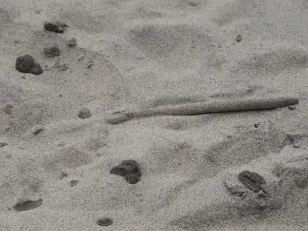 Kumsaldaki bir kumsala yakın çekim