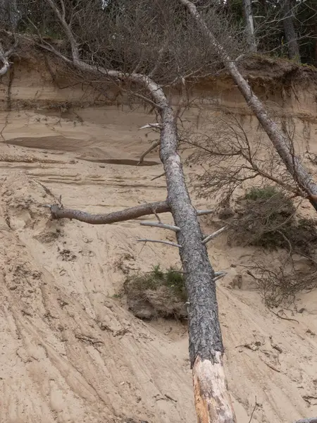 Baltık Denizi 'ndeki kum tepeleri