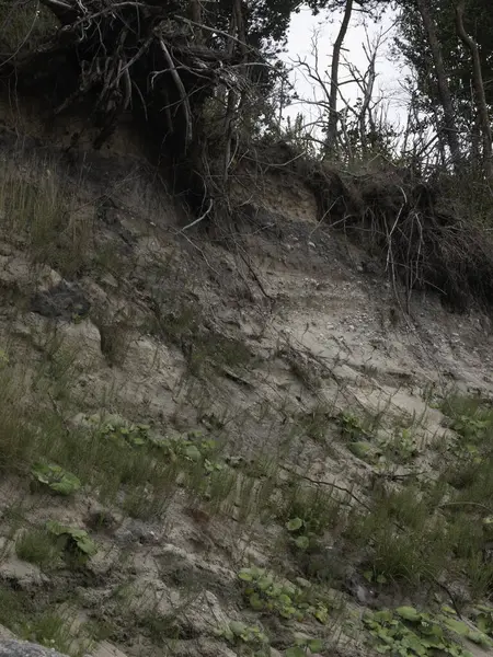 Ormanda gün ışığında kayalık bir sahilin güzel bir görüntüsü.