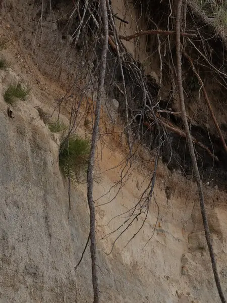 Bir ağaç gövdesinin yakın plan çekimi.