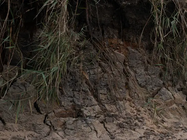 Bir ağaç gövdesinin dikey görüntüsü.