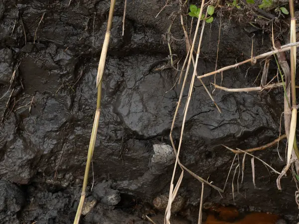 Çamurlu bir gölde kirli çamur