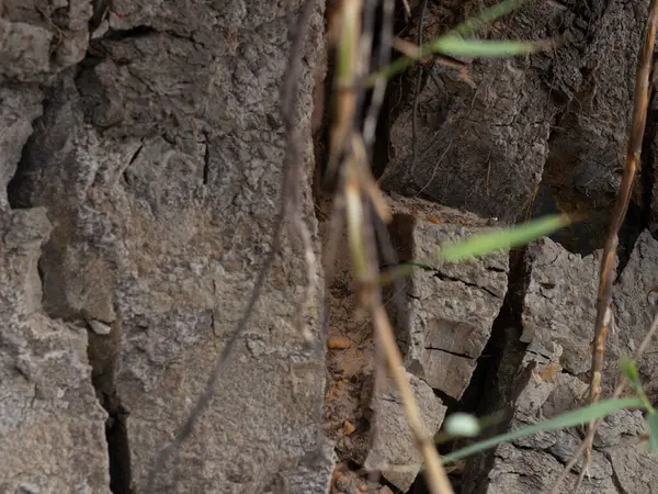 Ormandaki kayanın yakın görüntüsü