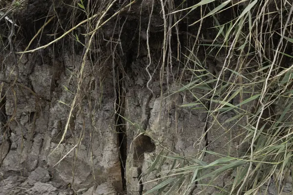 Ağaç kökleri ve yerde yosun